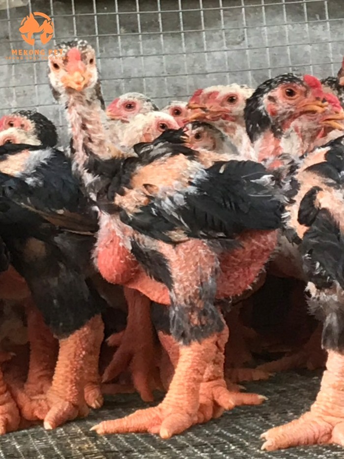 Bán gà đông tảo giống thuần chủng 50 ngày tuổi tại tpchm, tây Ninh, Đồng nai